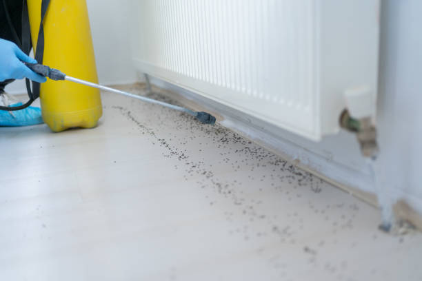 Best Flea Control Services  in Centralia, WA